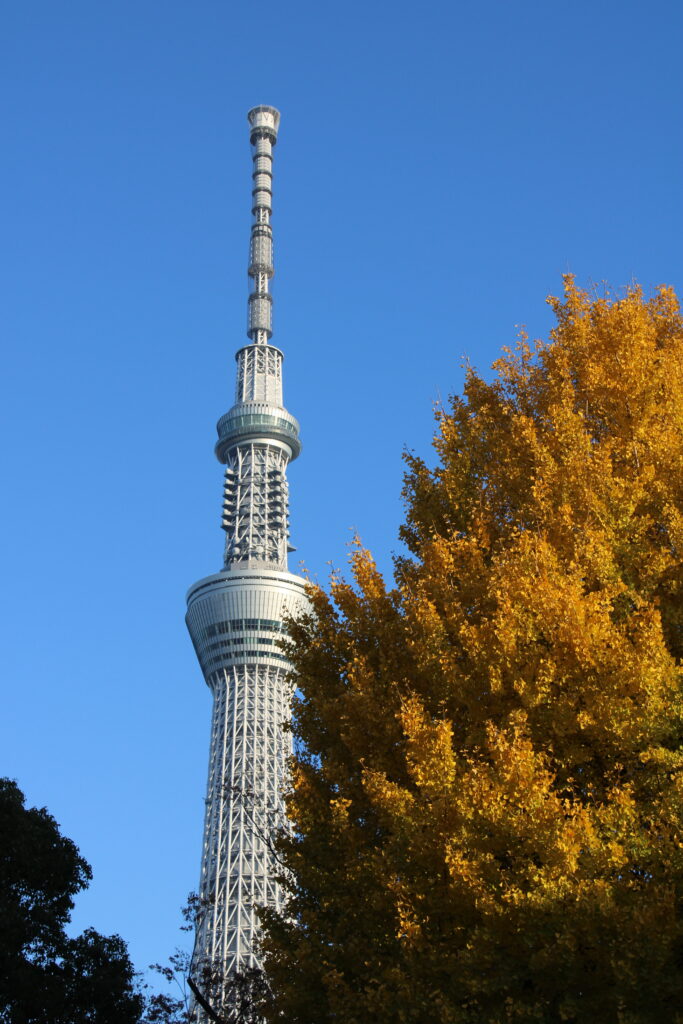 A portrait-oriented photo of Tokyo Skytree on an autumn day with clear blue skies. The broadcasting tower is framed by a yellowing ginkgo tree and a full cherry tree.